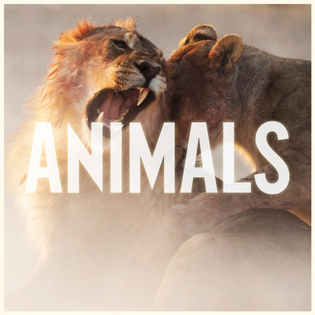 Maroon 5 » Animals Lyrics